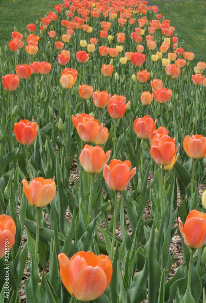 Fototapeta premium tulip path