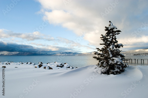 tree snow lake tahoe