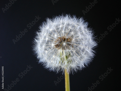 dandelion clock