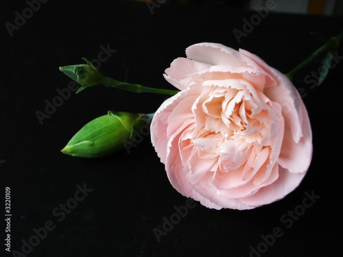 single pink spray carnation