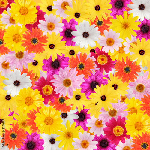 colorful daisy background