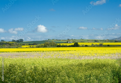 rural landscape, rape, blue sky, summer
