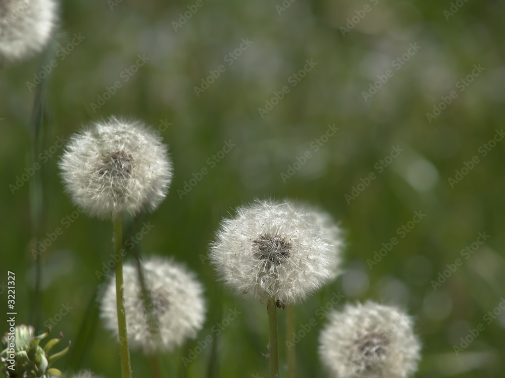 löwenzahn blumen