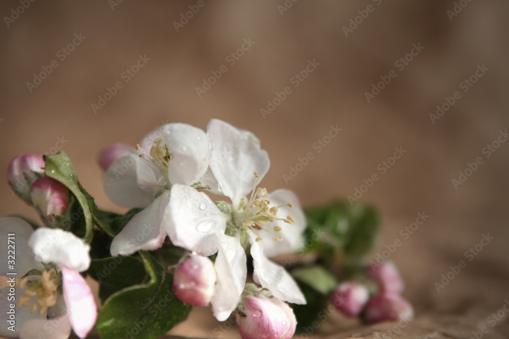 apple-tree flowers apple-tree flowers