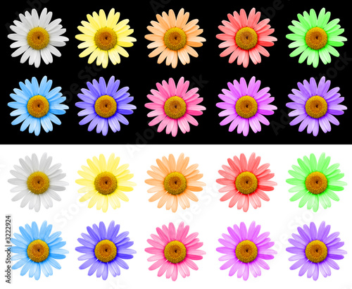 Fototapeta Naklejka Na Ścianę i Meble -  marguerites multicolores