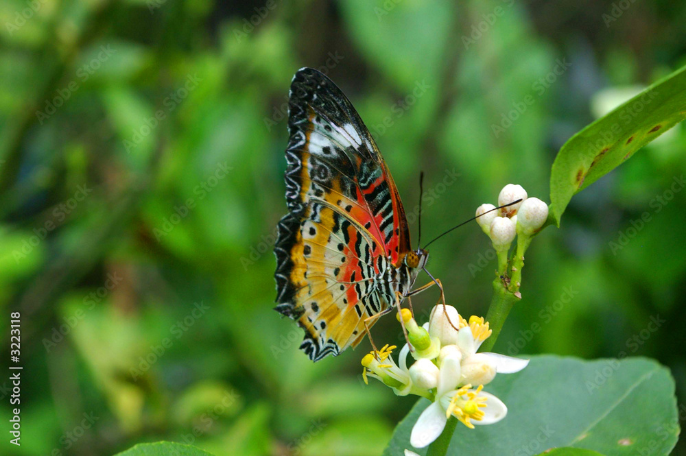 Obraz premium butterfly on orchid