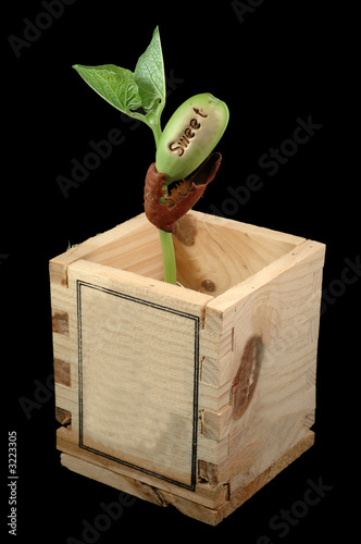 growing bean photo