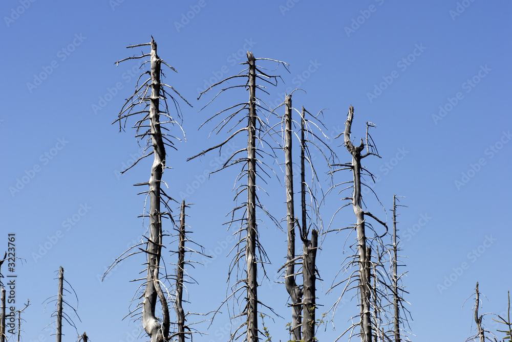 Fototapeta premium dead trees in big spruce forest #8