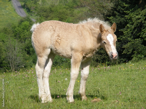 poulain