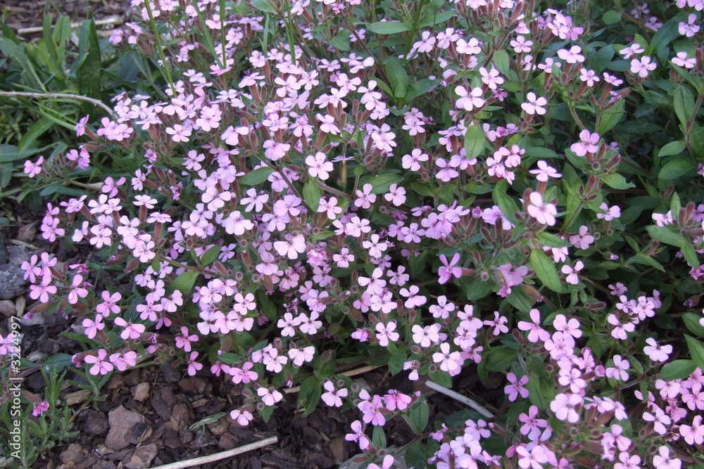 Fototapeta premium saponaria ocymoides seifenkraut