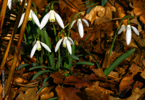 snowdrops and a bee