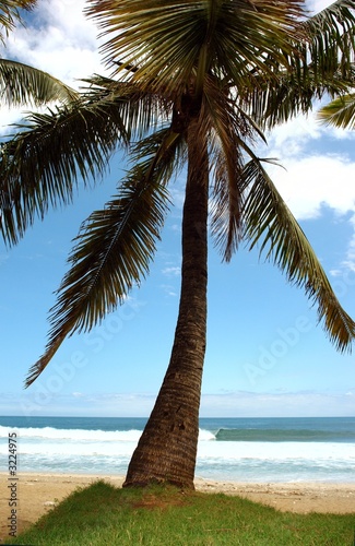 cocotier sur plage de reve