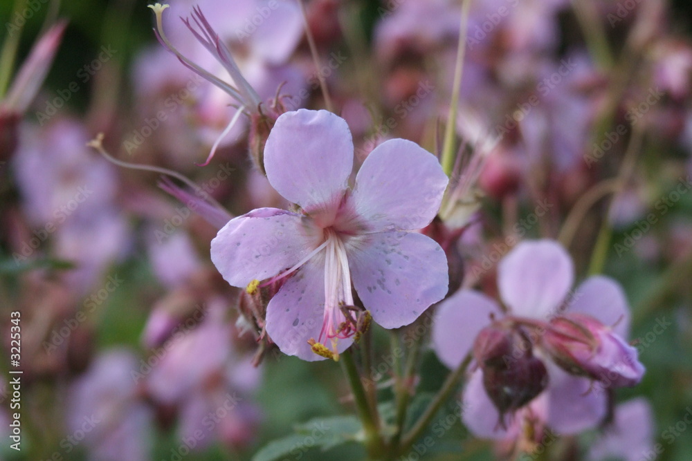 geranium rotundifolium rundblatt-storchschnabel geranium rotundifolium rundblatt-storchschnabel