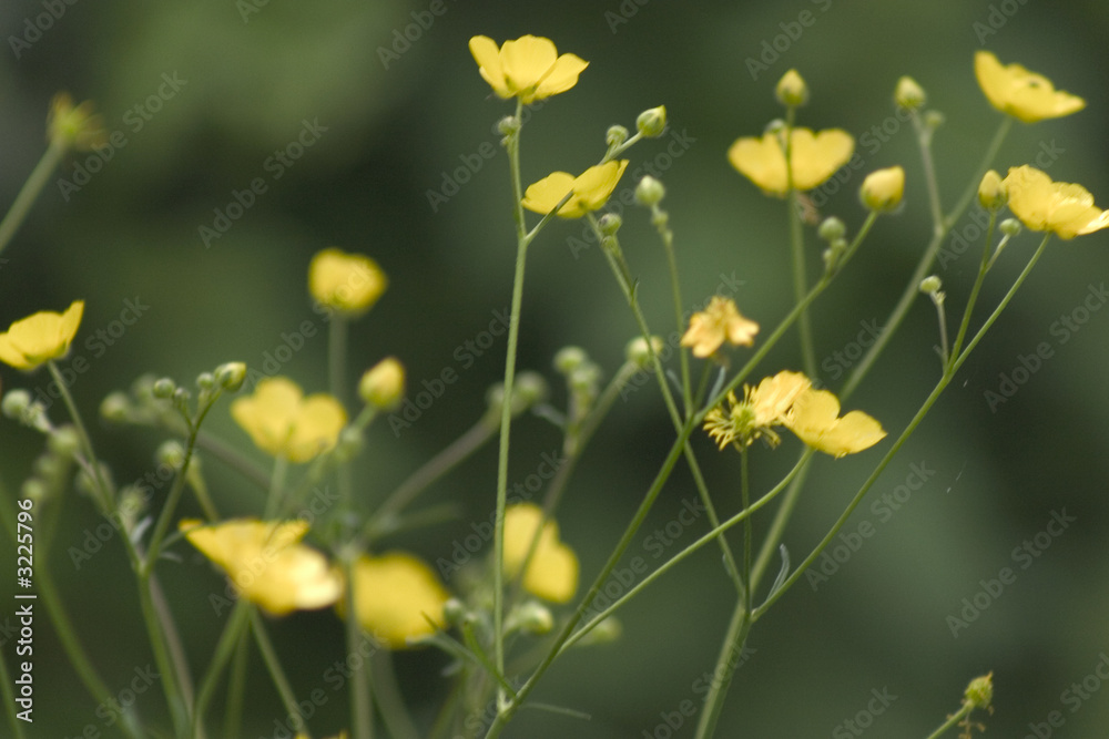 Obraz premium boutons d'or