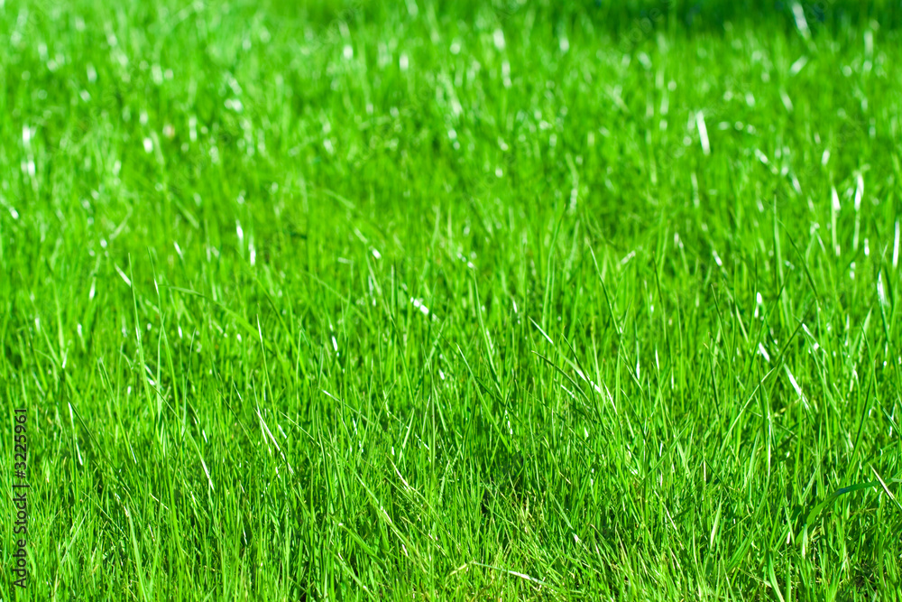 green grass background green grass background