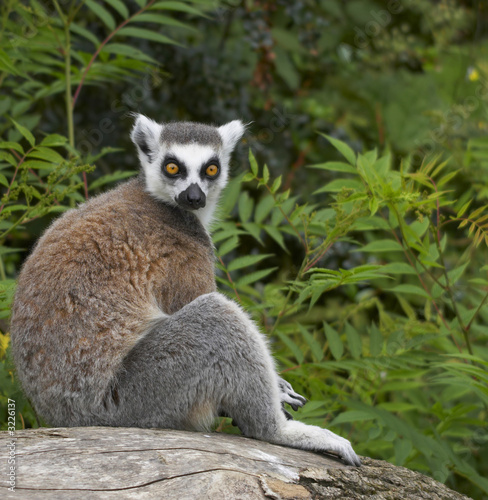ringed-tailed lemur