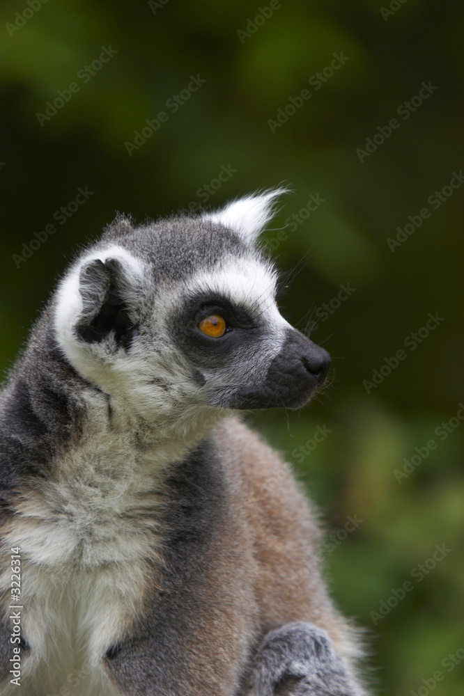 ringed-tailed lemur.