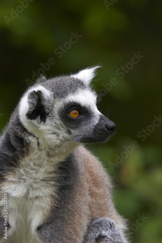 ringed-tailed lemur.
