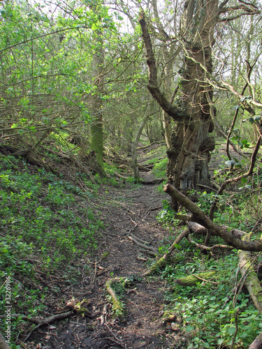 woodland path