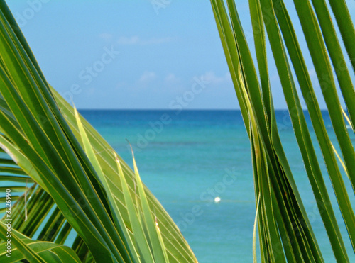 palm and sea