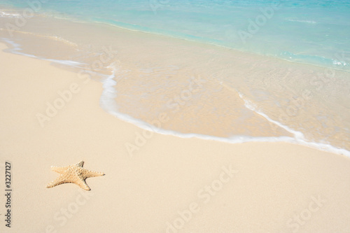 starfish on the beach