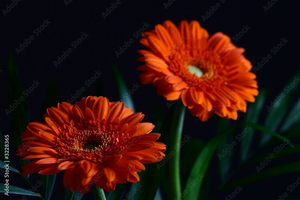 gerbera #3 gerbera #3
