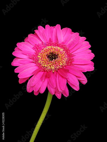 magenta gerber