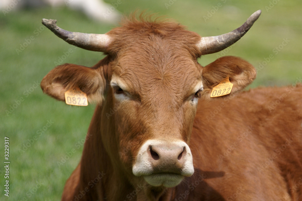 vache marron vache marron