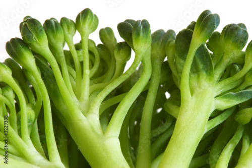 broccoli macro image