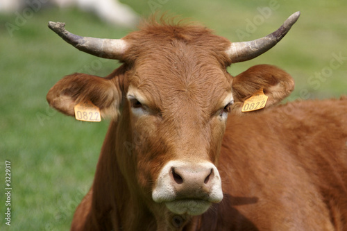 vache marron