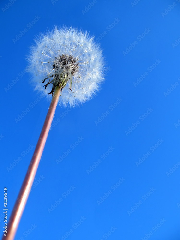 dandelion on blue sky background dandelion on blue sky background