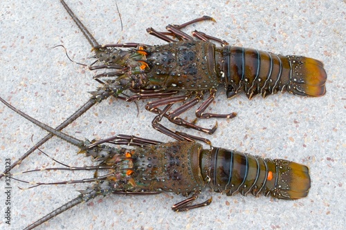 two lobsters photo