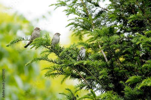sparrow with young