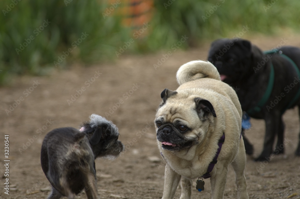 pug checking out a small dog