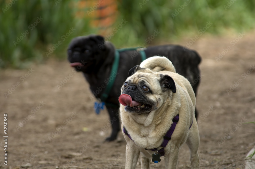 two pugs walking on a city trail