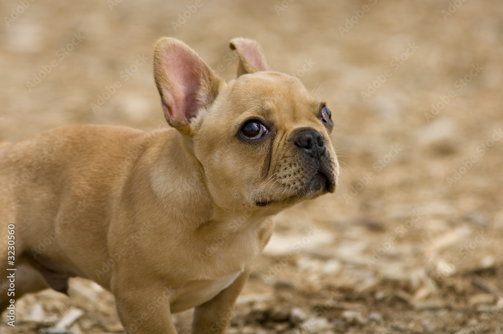 bulldog puppy looking up bulldog puppy looking up