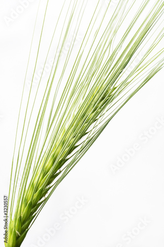 barley seed head