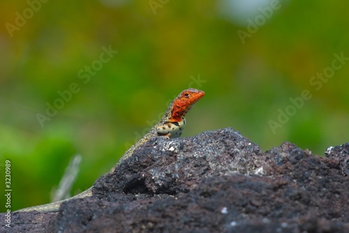 lava lizard