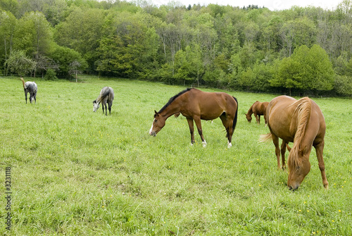 chevaux 3
