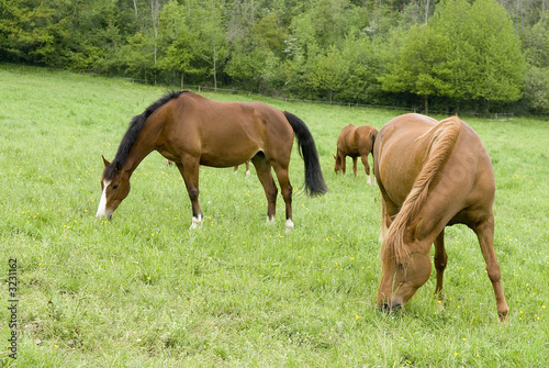 chevaux 4