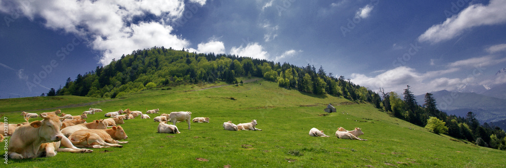 les vaches à la montagne