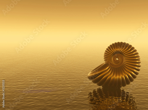 gold shell