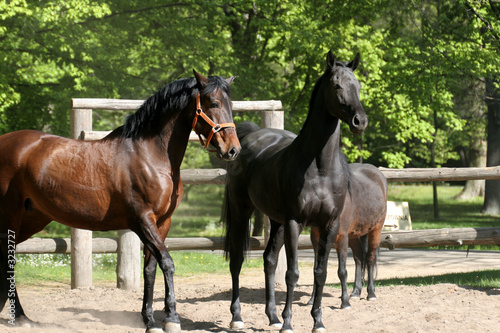 horses in the park