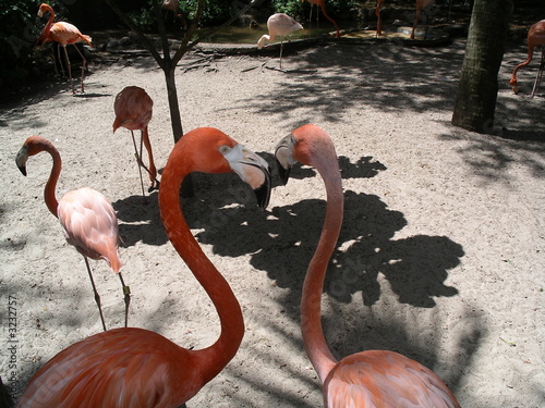 flamingo photo