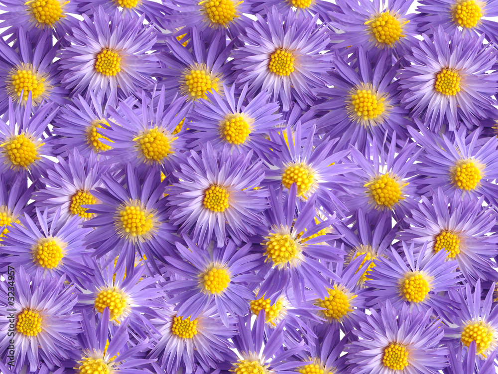 violet flowers for decoration over background
