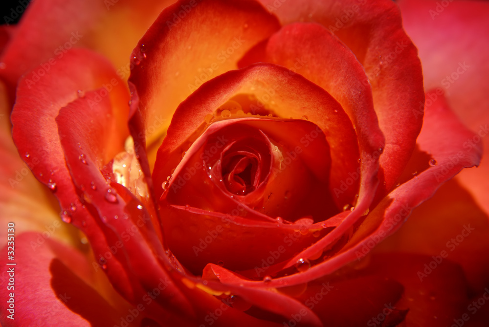 rose rose