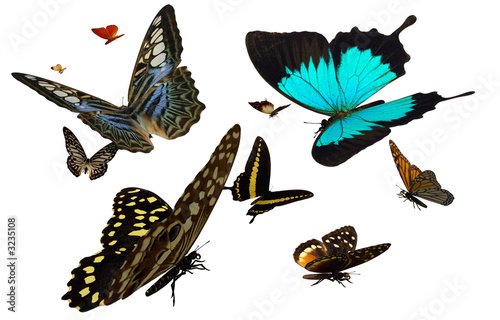 butterflies