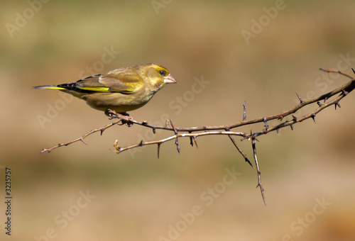 english greenfinch