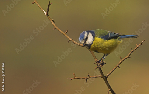 vigilant blue tit