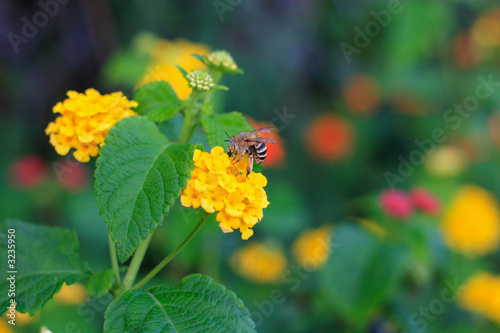 bee on flower